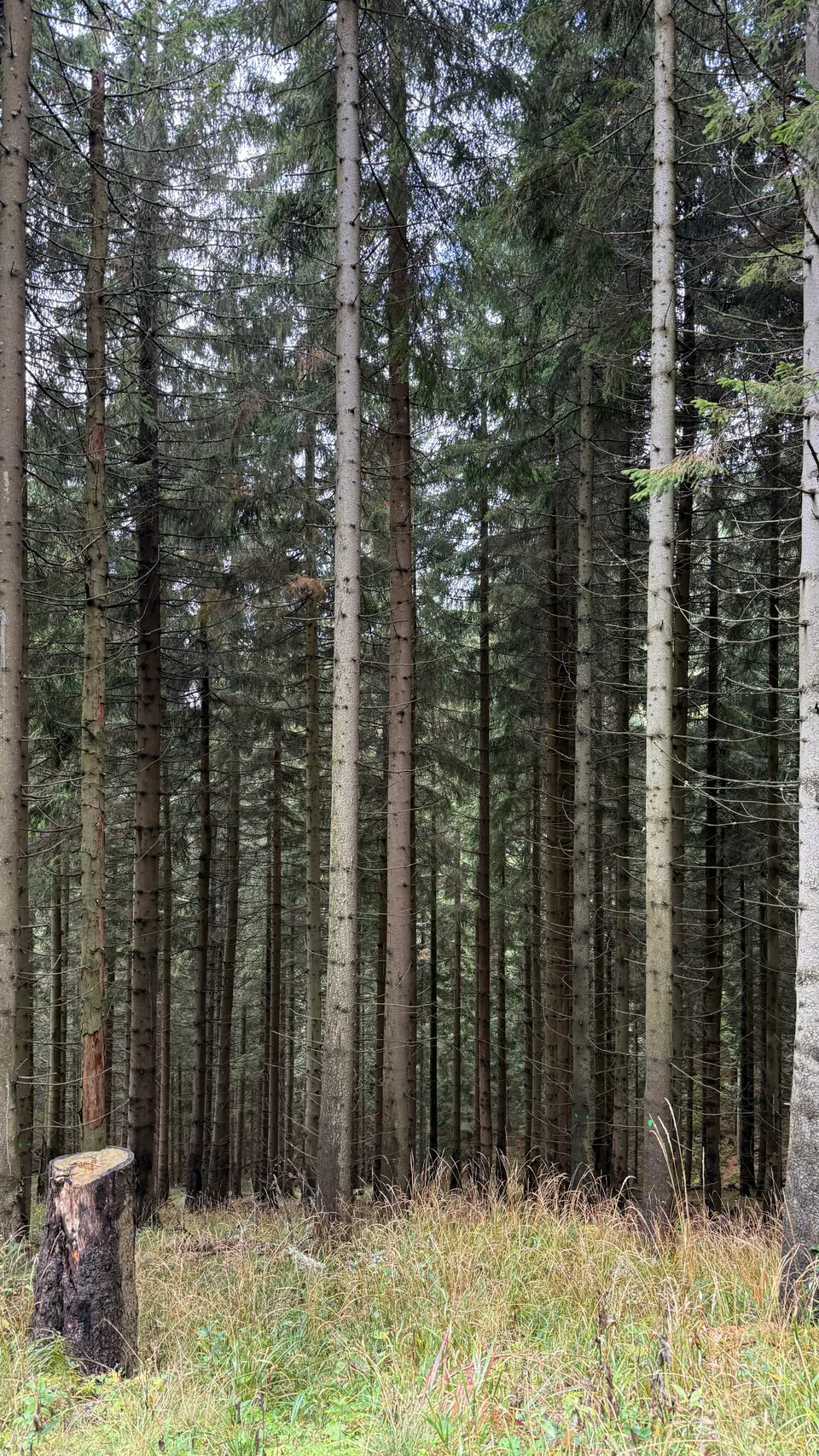 筆直的雲杉林。